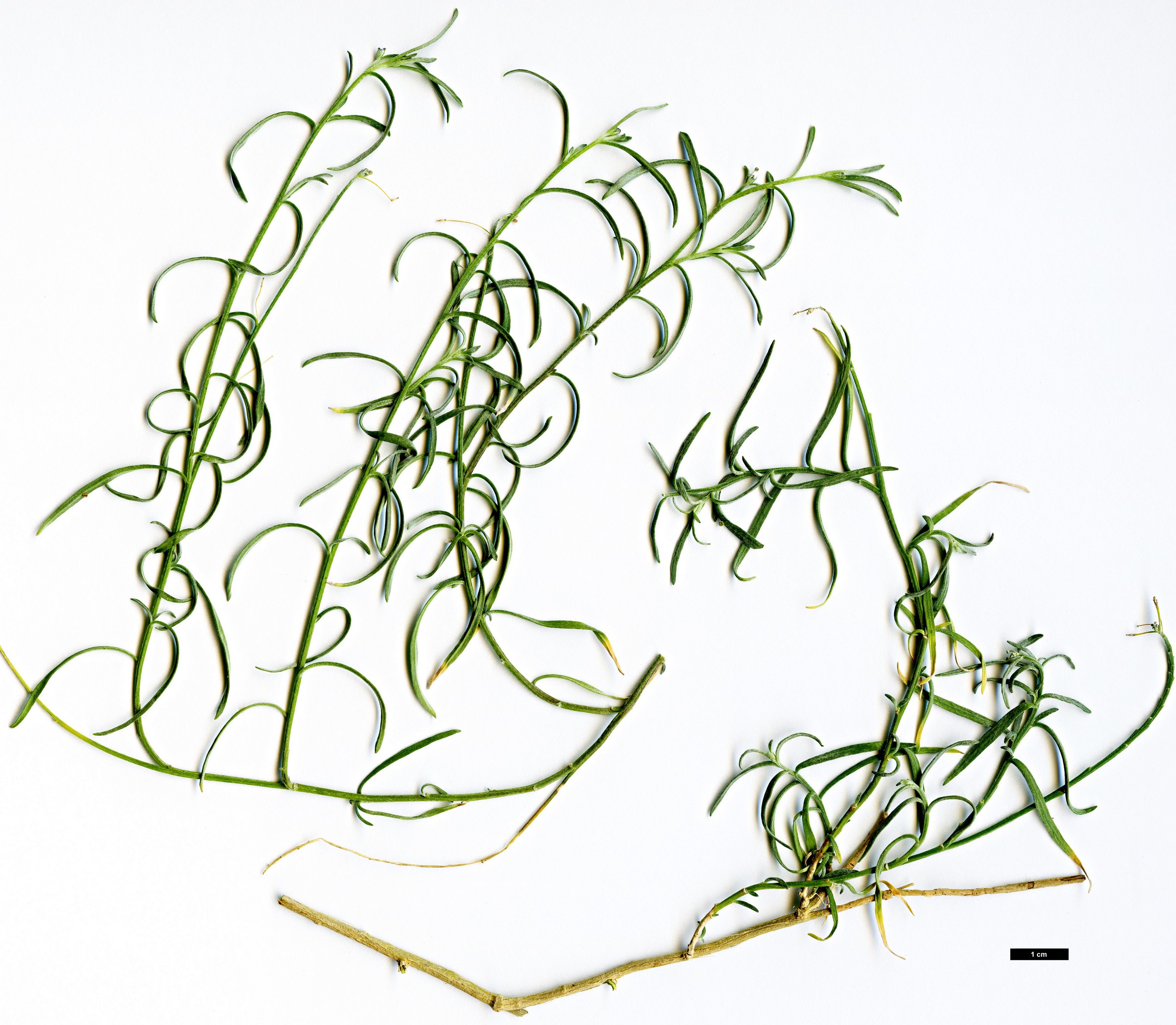 High resolution image: Family: Brassicaceae - Genus: Lobularia - Taxon: canariensis - SpeciesSub: subsp. intermedia
